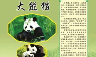 国宝熊猫的五大资料 大熊猫资料大全